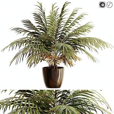 现代植物盆栽-48